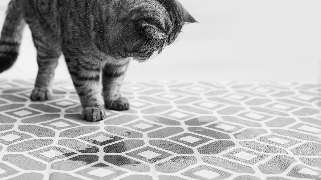 Kattenurine geur in tapijt/kleed PowAir